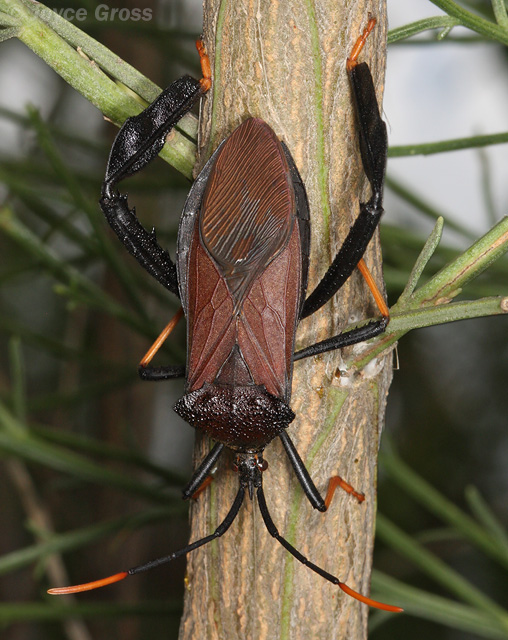 Acanthocephala thomasi