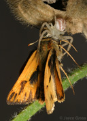 Hylephila phyleus