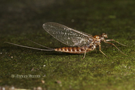Ephemeroptera
