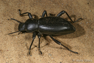 Tenebrionidae