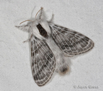Tolype sp.