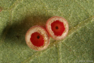 Phylloteras cupella
