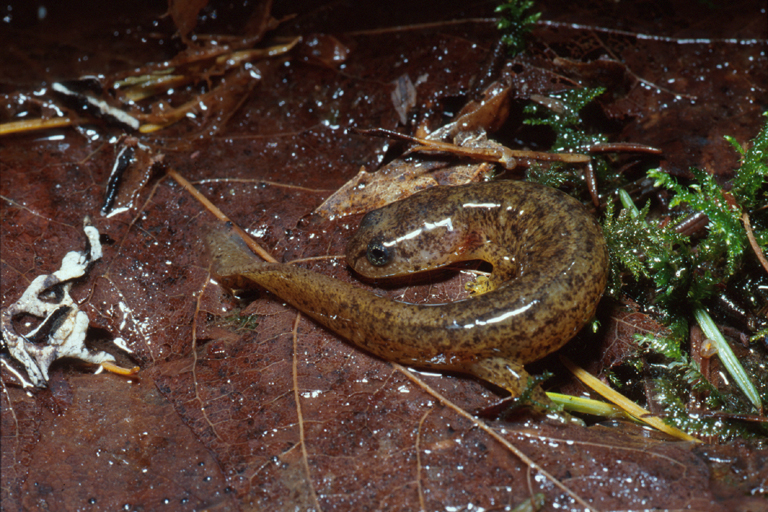 Rhyacotriton variegatus