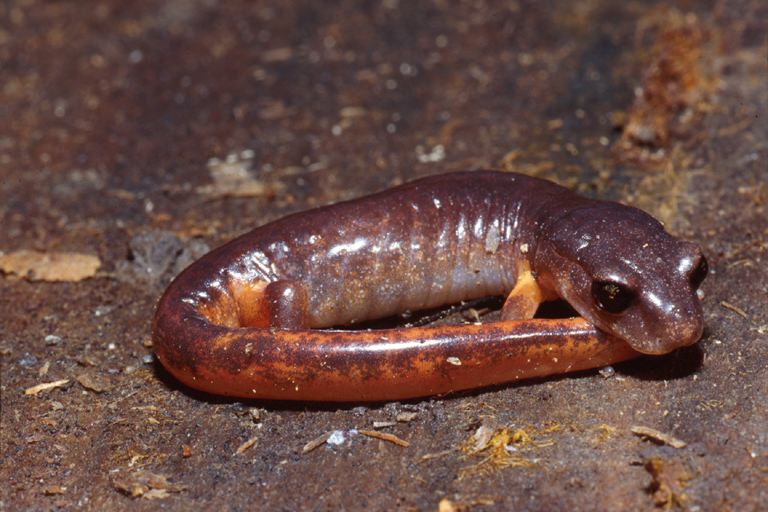 Ensatina eschscholtzii oregonensis