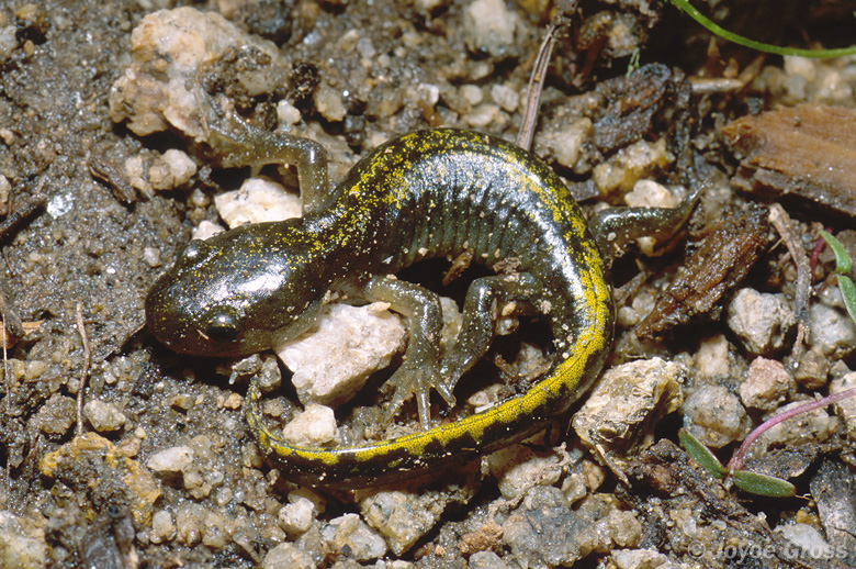 Ambystoma macrodactylum