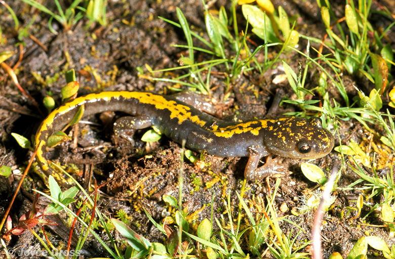 Ambystoma macrodactylum