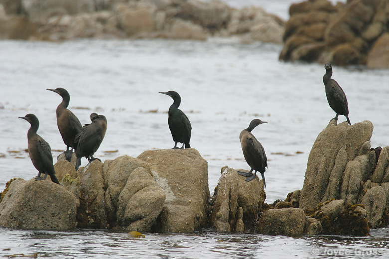 Phalacrocorax penicillatus