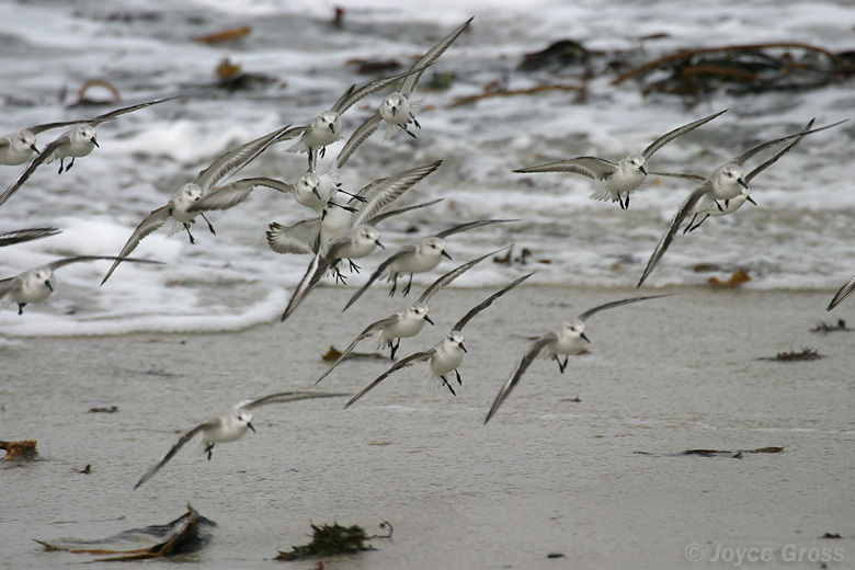 Calidris alba