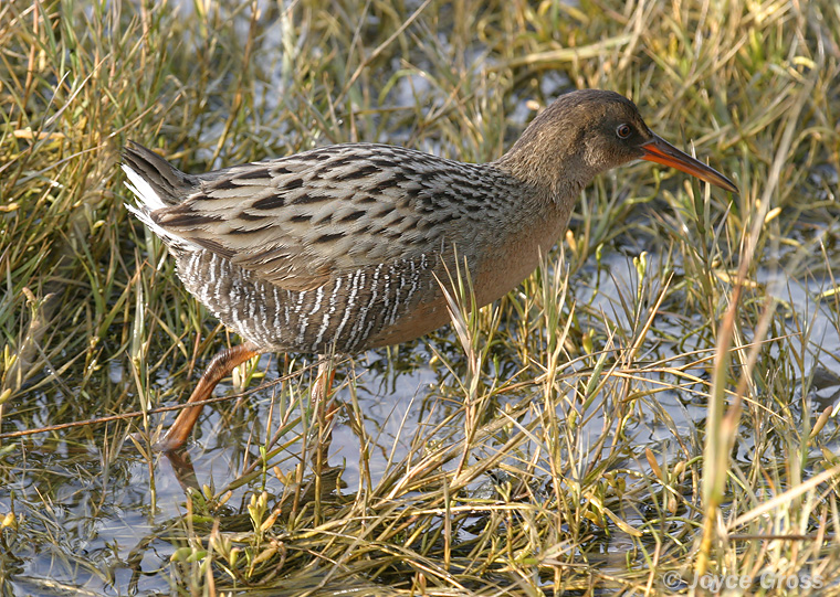 Rallus longirostris