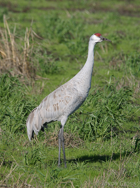 Antigone canadensis