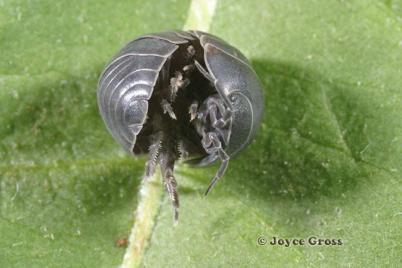 Armadillidium vulgare
