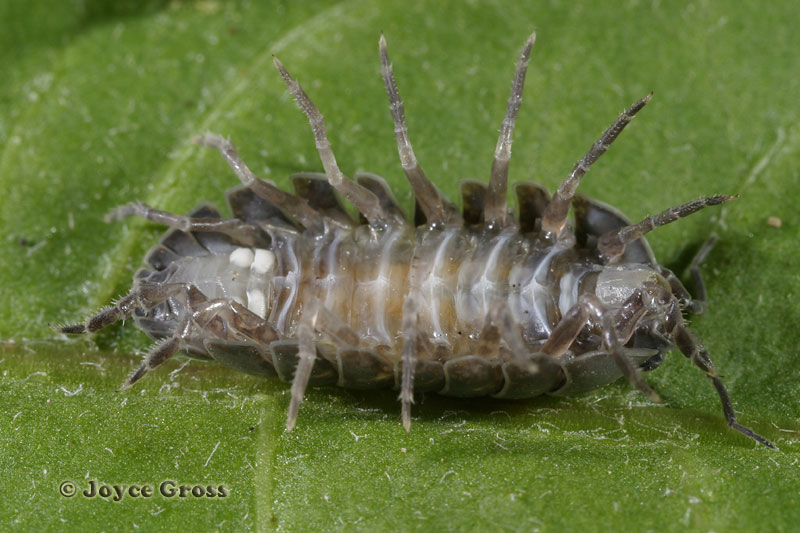Armadillidium vulgare