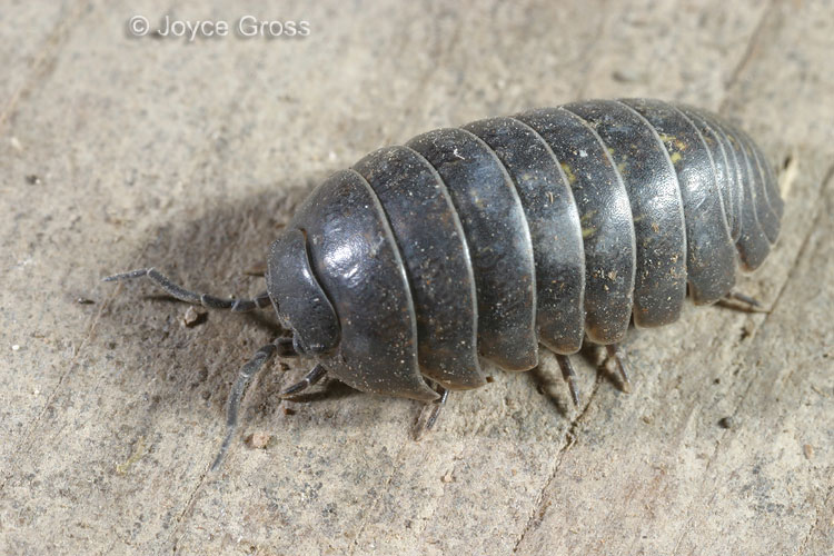 Armadillidium vulgare