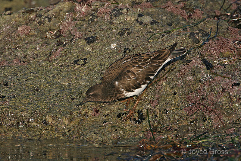 Arenaria melanocephala