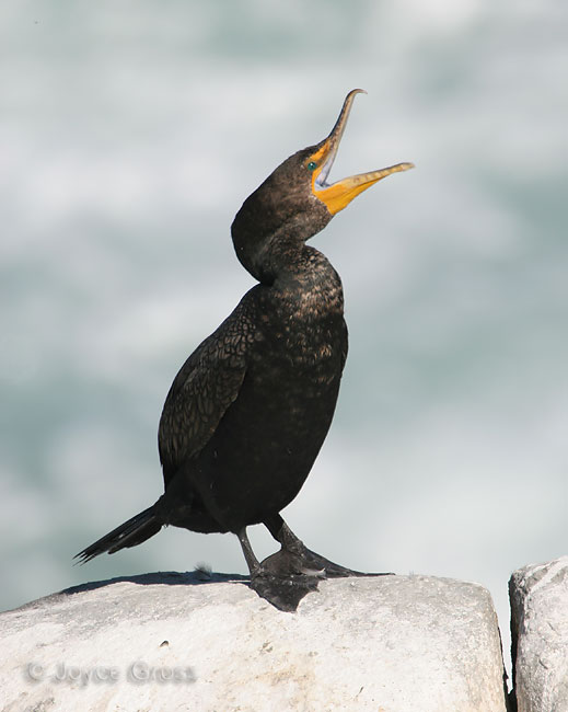 Phalacrocorax auritus