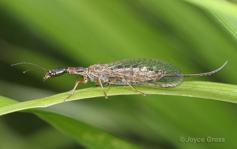 Raphidiidae