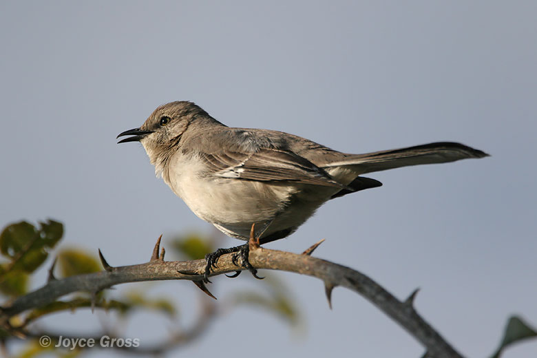 Mimus polyglottos