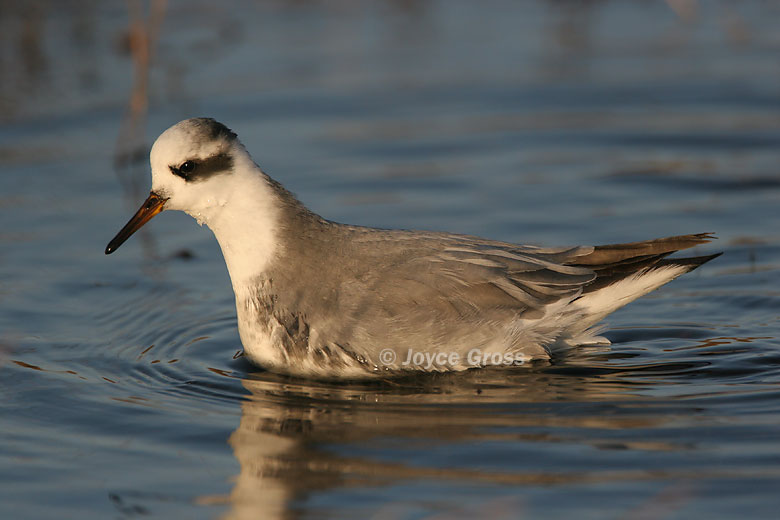 Phalaropus fulicarius