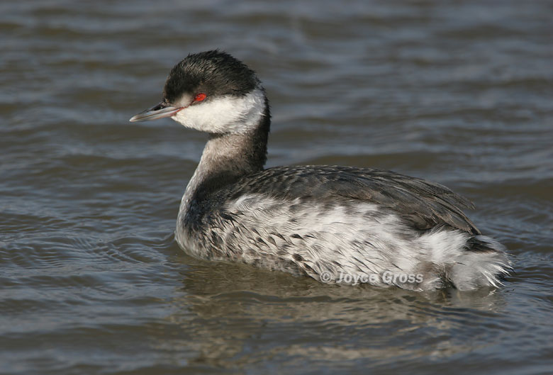 Podiceps auritus