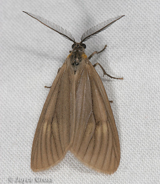 Phryganidia californica