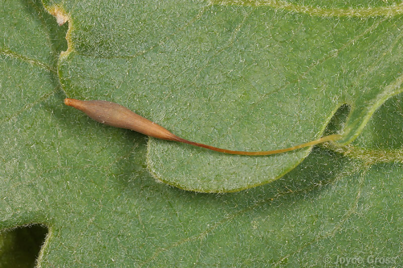 Andricus pedicellatus