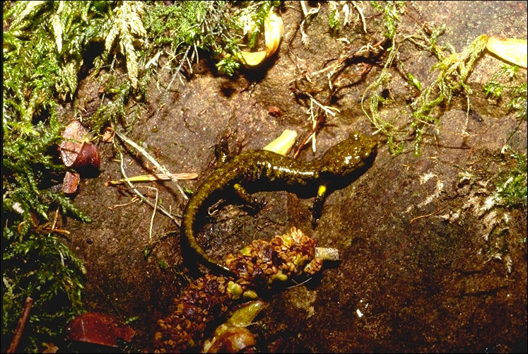 Aneides flavipunctatus