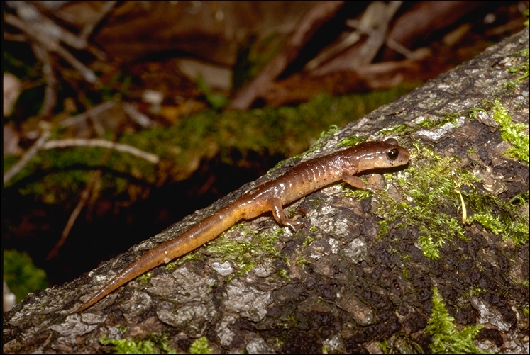 Ensatina eschscholtzii oregonensis