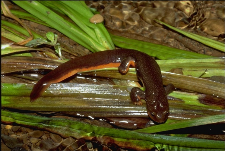 Taricha granulosa