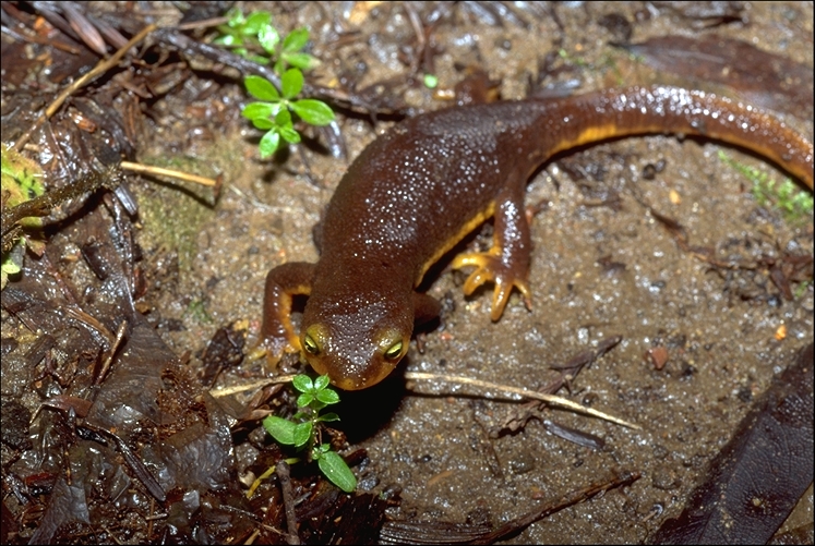 Taricha torosa