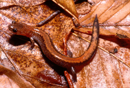 Plethodon cinereus