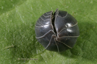 Armadillidium vulgare