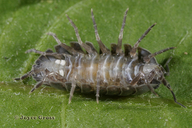 Armadillidium vulgare
