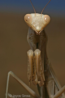 Mantis religiosa