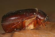 Phyllophaga sp.