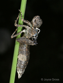 Odonata