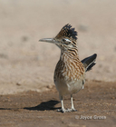 Geococcyx californianus