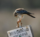Falco sparverius
