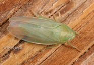 Gyponana angulata