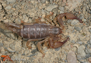 Scorpiones