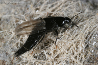 Acylophorus sp.