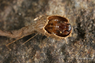 Trichoteras vacciniifoliae