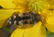 Acmaeodera hepburni