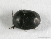 Thyreocoridae