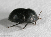 Thyreocoridae