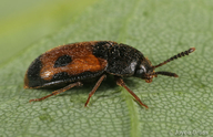Mycetophagus punctatus