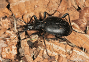 Scaphinotus sp.