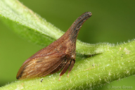 Campylenchia latipes
