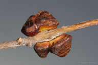Disholandricus chrysolepidis