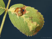 Diplolepis rosaefolii