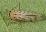 Athysanus argentarius
